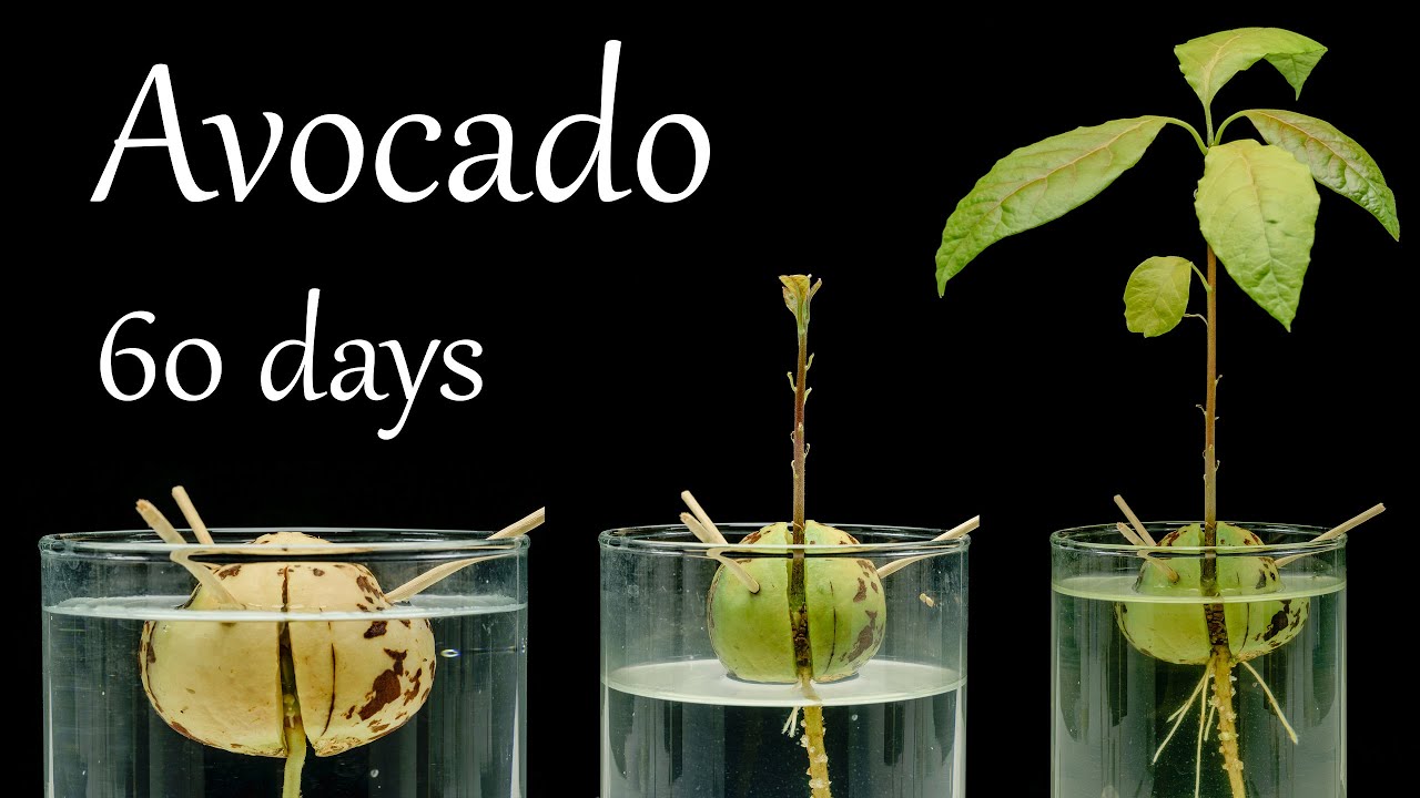 Avocado Seed Growing Stages