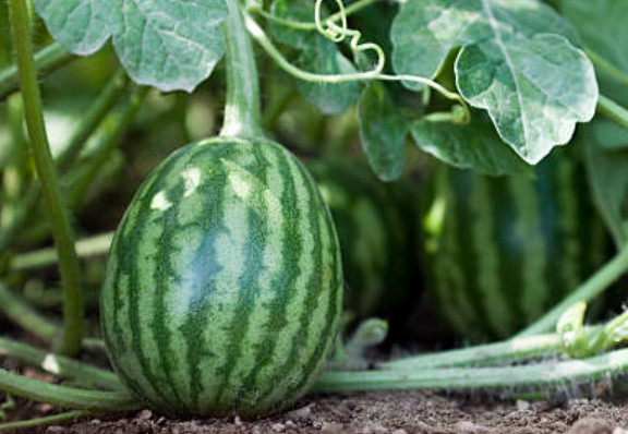 watermelon growing stages