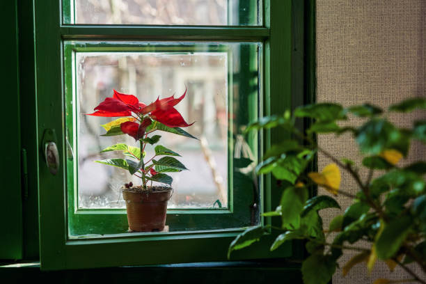 Are Poinsettias Poisonous To Cats